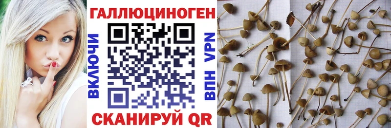Псилоцибиновые грибы Cubensis  Янаул 